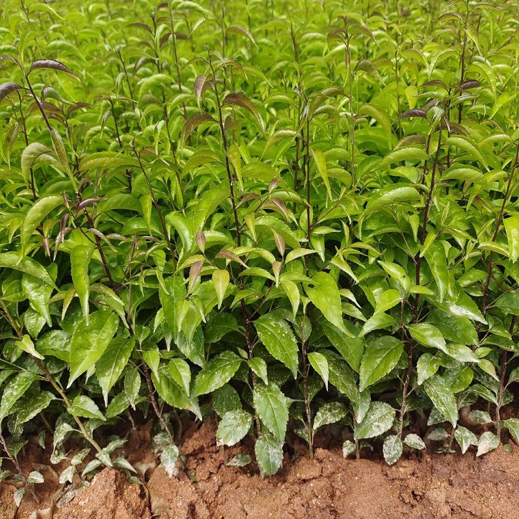 岗梅苗 岗梅小苗 岗梅树基地批发 量大价优