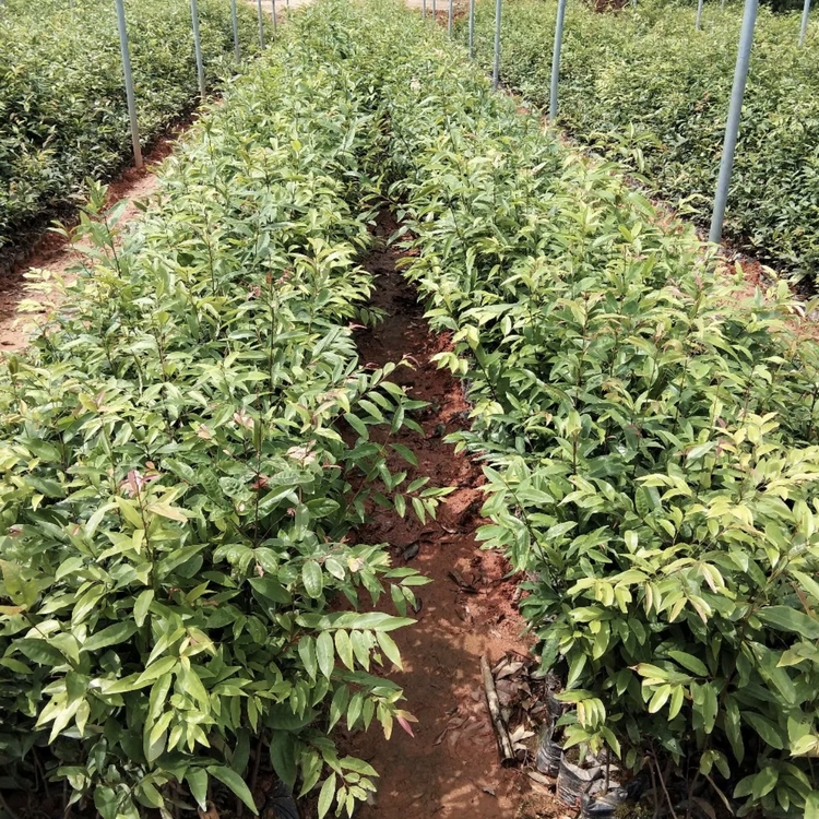 红锥小苗 百亩种植园 红锥袋苗 大量批发