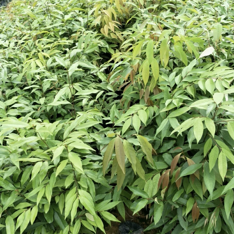 红锥小苗 百亩种植园 红锥袋苗 大量批发