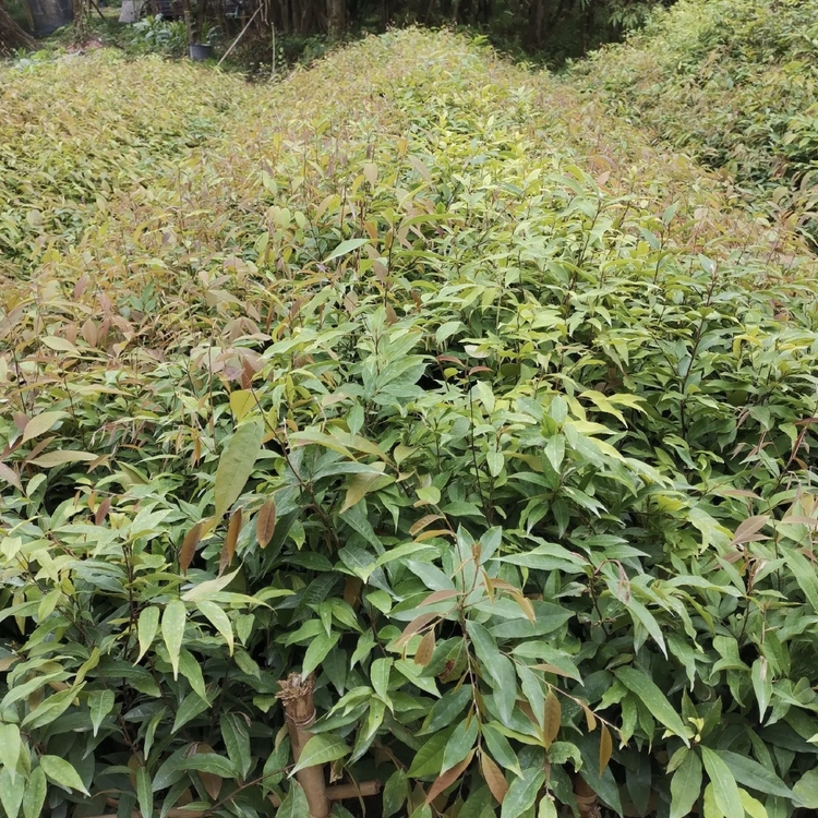 红锥小苗 百亩种植园 红锥袋苗 大量批发