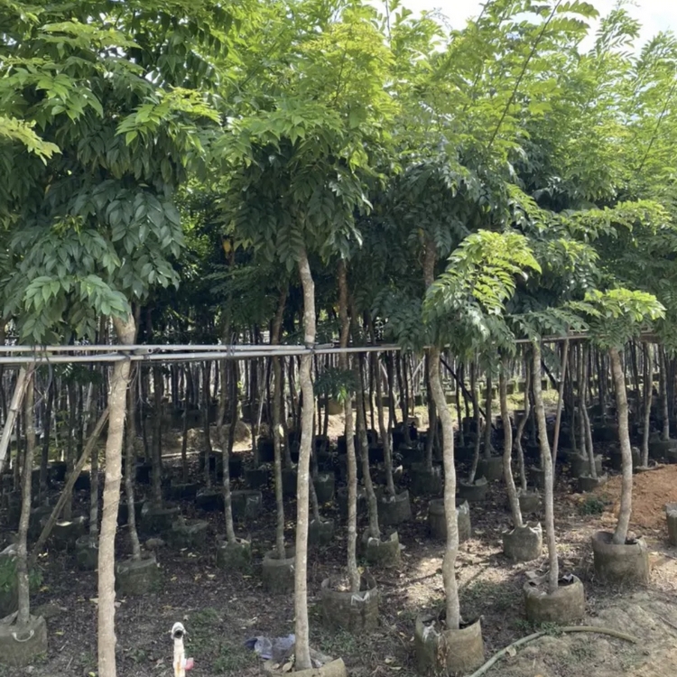 降香黃檀樹苗 正宗降香木 海南黃檀移植苗 大量批發