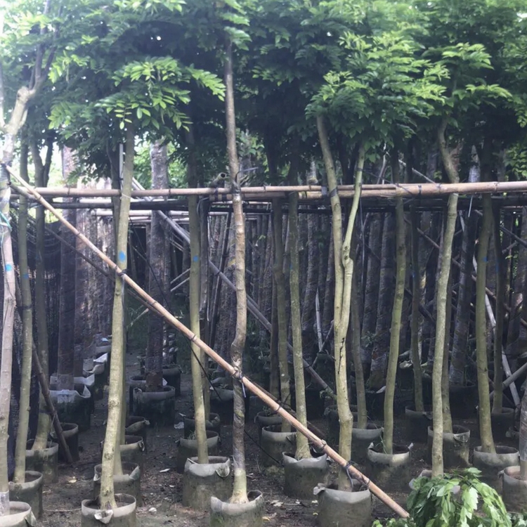 降香黄檀树苗 正宗降香木 海南黄檀移植苗 大量批发