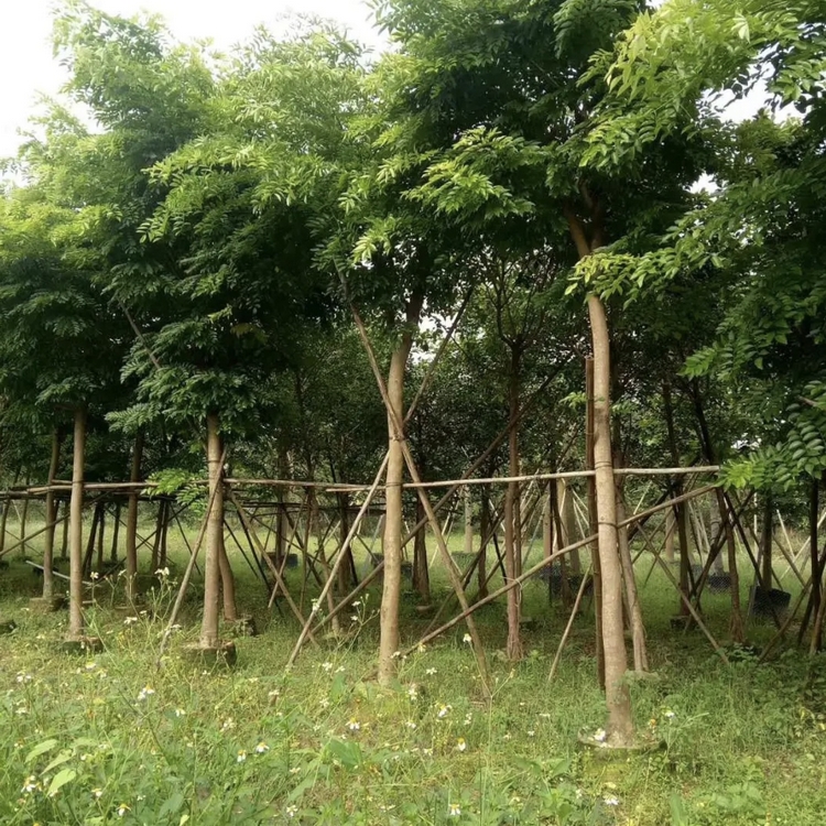 降香黄檀树苗 正宗降香木 海南黄檀移植苗 大量批发