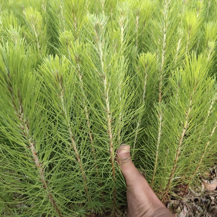 青松容器苗 山松袋苗 产地批发 绿化苗木基地