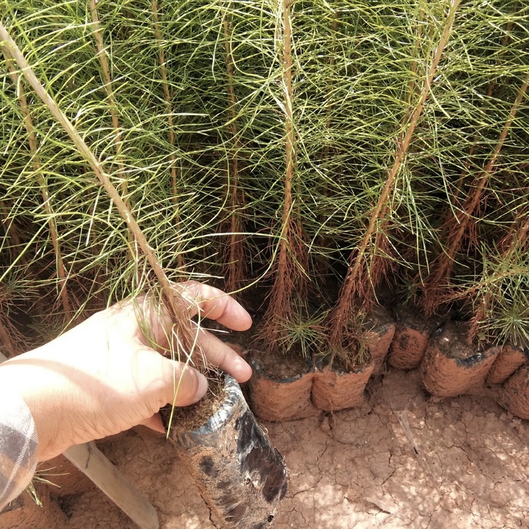 青松容器苗 山松袋苗 产地批发 绿化苗木基地