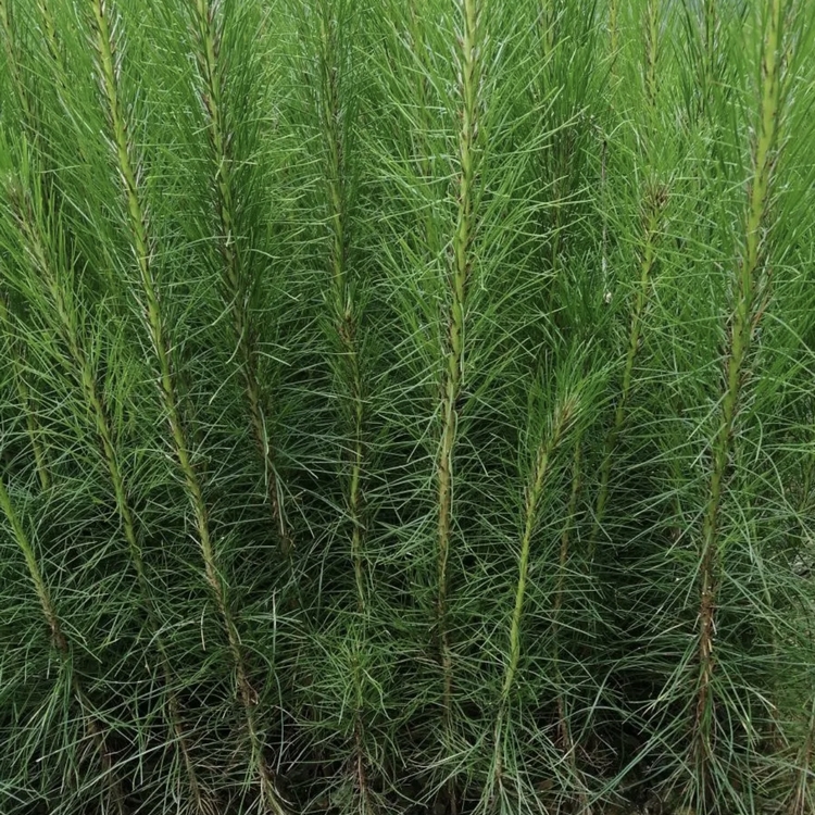 马尾松容器苗 马尾松袋苗 产地批发 绿化苗木基地