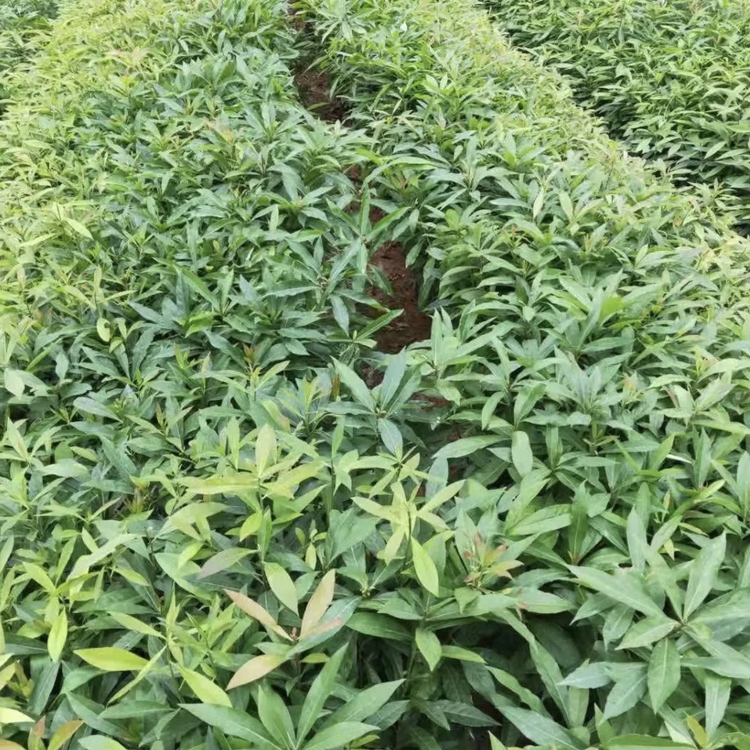 木荷小苗 木荷树苗 各种规格供应 大量批发