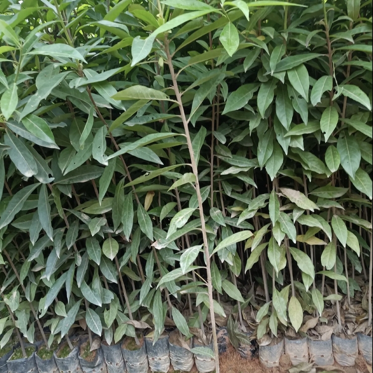 木荷小苗 木荷树苗 各种规格供应 大量批发