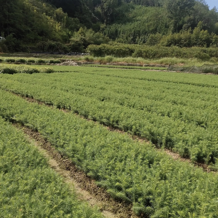 杉树小苗 杉树移植苗 福建基地批发 各种规格供应