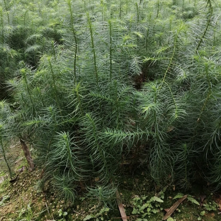 杉樹小苗 杉樹移植苗 福建基地批發 各種規格供應