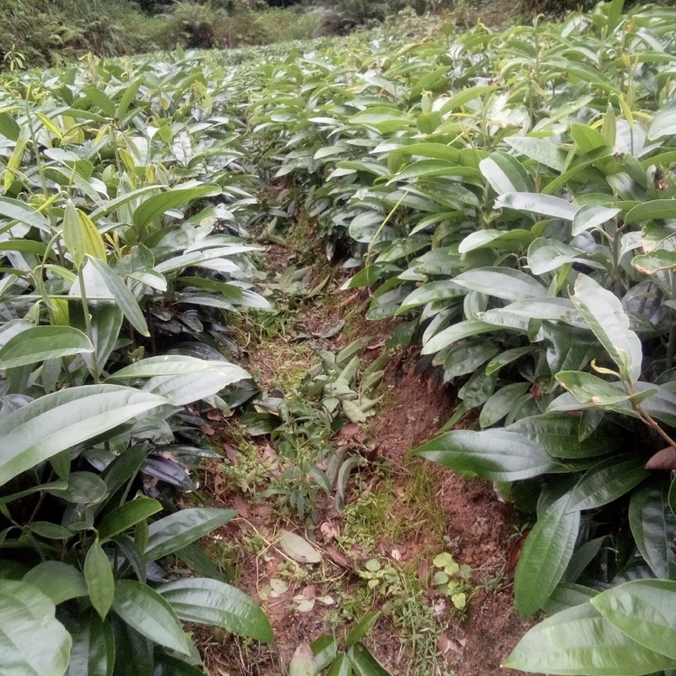 玉桂树苗 玉桂袋苗 各种规格供应 量大价优