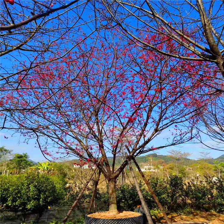 大量批发 福建山樱花价格 福建山樱花批发 绿化苗木