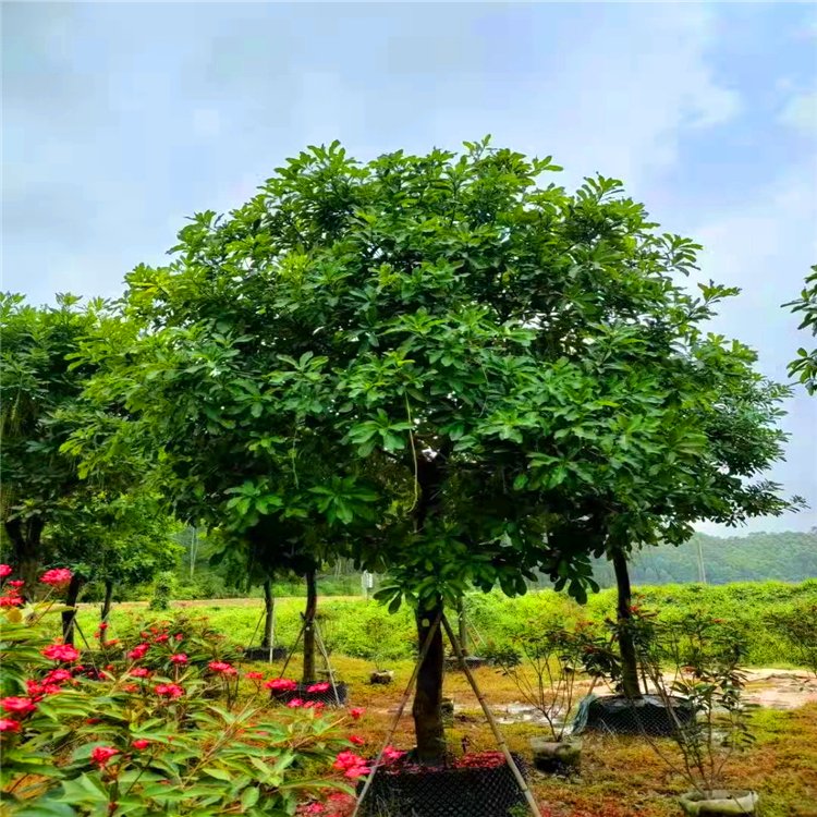全冠红花玉蕊假植苗 红花玉蕊树移栽苗 绿化观赏花木