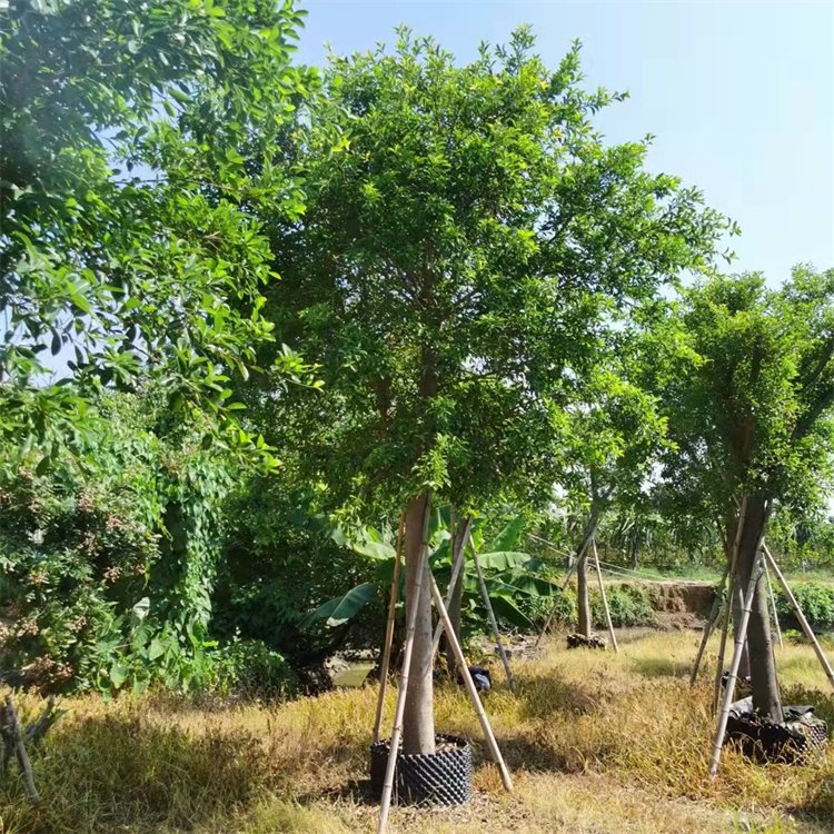 全冠红皮榕树假植苗 小叶红皮榕移植苗 城市行道景观绿化