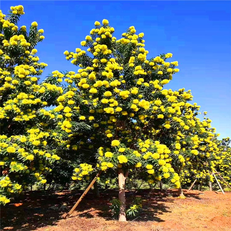 黄金蒲桃假植苗 澳洲黄花树绿化苗 金蒲桃移植苗 量大从优