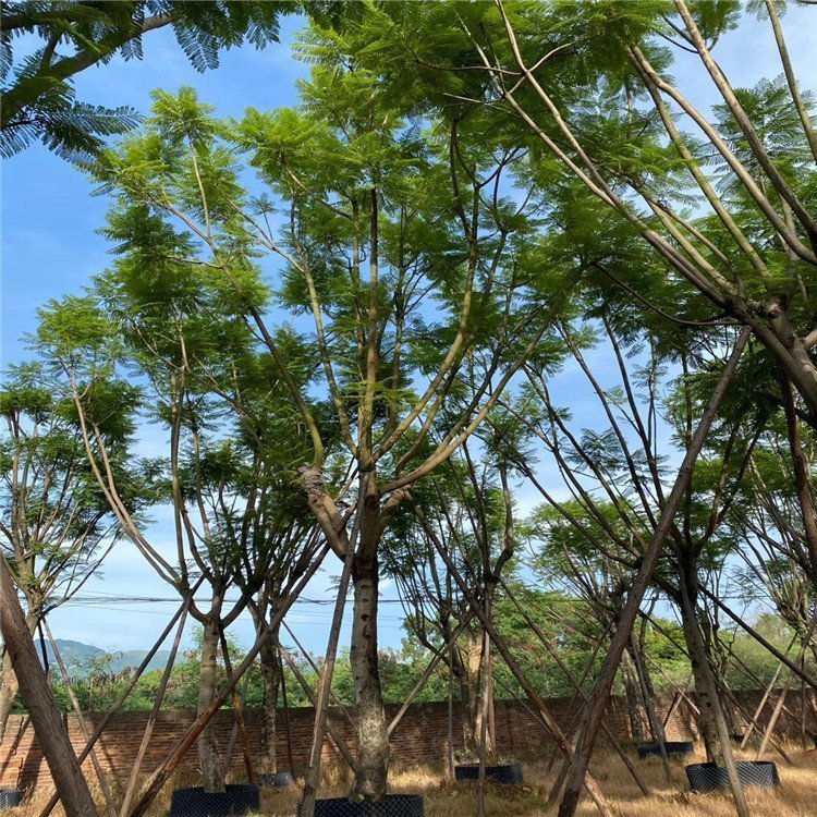 藍花楹樹假植苗 全冠藍花楹移栽苗 觀葉觀花樹種 綠化行道樹