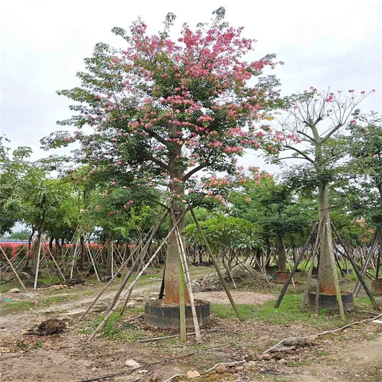 全冠美丽异木棉假植苗 美丽异木棉移栽苗 观花乔木 行道树