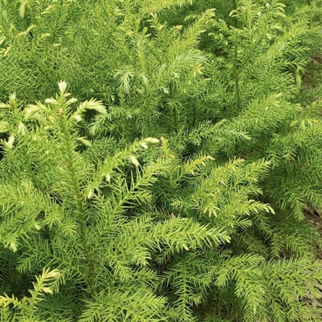 长叶孔雀松种植基地景区长叶孔雀松树苗批发