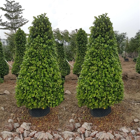 塔形火山榕移植苗火山榕树容器苗金钱榕园林造景