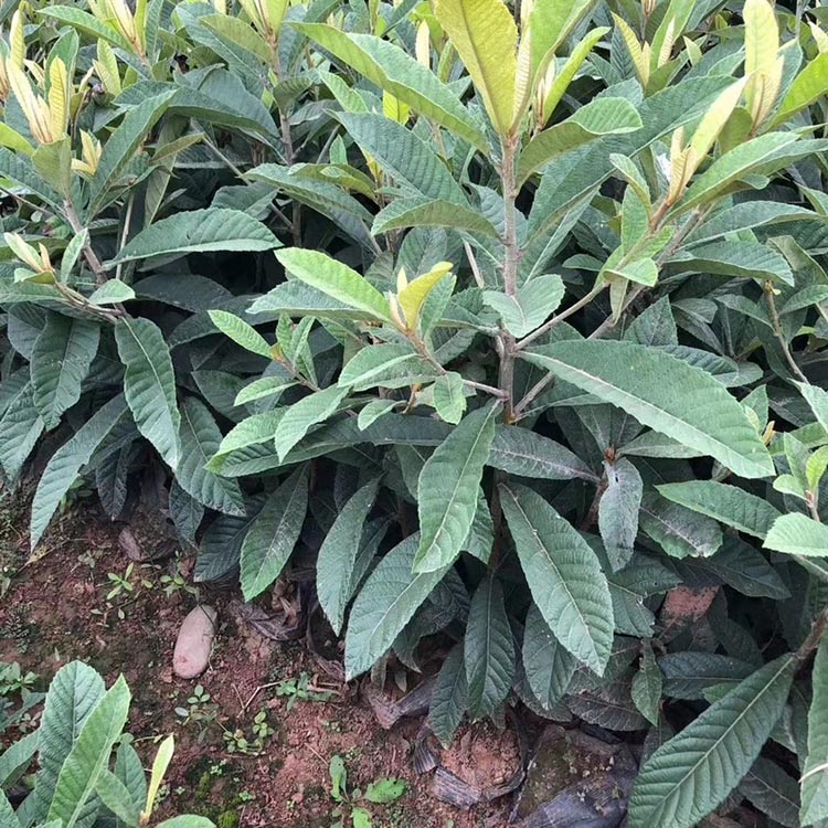 枇杷苗 批发枇杷树苗 绿化枇杷树 各种规格供应