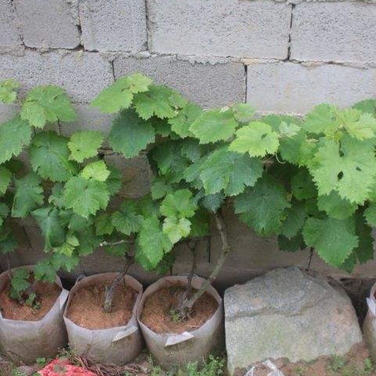 葡萄袋苗 嫁接葡萄苗 易成活 产量高 基地批发