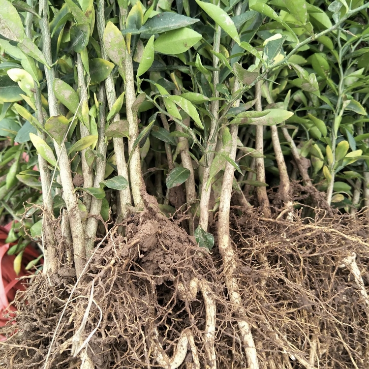 香橙苗抗霜霉病 耐热性强 香橙树苗 基地批发