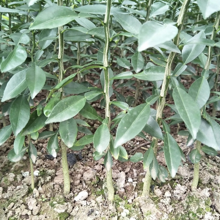 香橙苗抗霜霉病 耐热性强 香橙树苗 基地批发