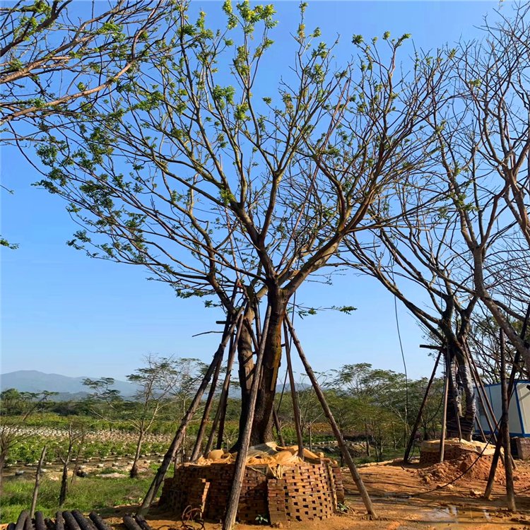 全冠朴树假植苗批发 丛生朴树桩景价格 可作行道树