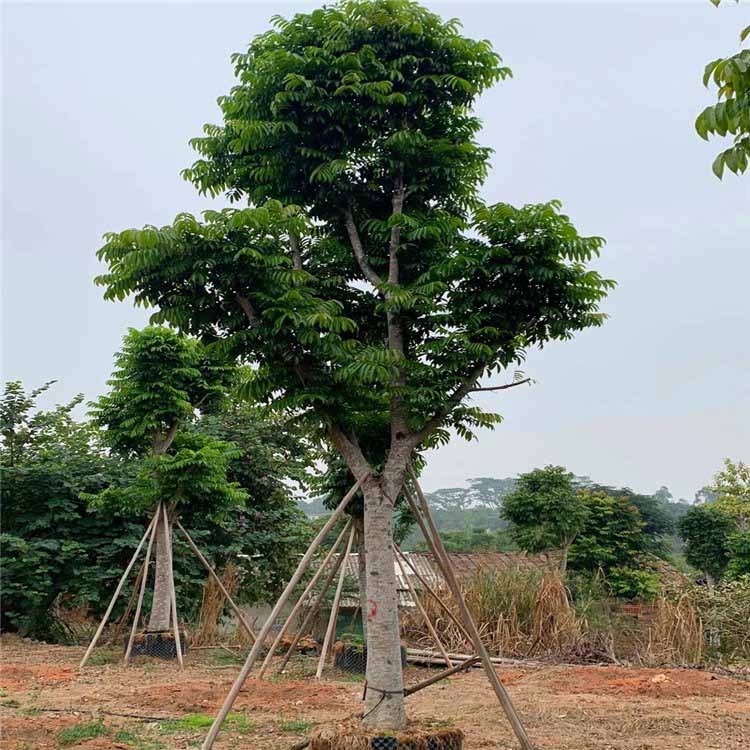 仁面子 人面子是优良的"四旁"和庭园绿化树种,也是