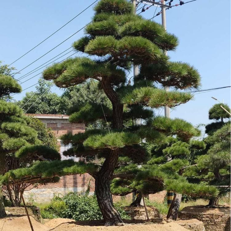 造型日本黑松桩景盆栽斜飘日本黑松树桩日本黑松盆景
