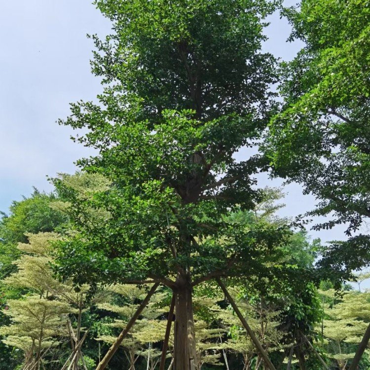 小葉欖仁假植苗 非洲欖仁移栽苗 樹形優美 公園景觀樹