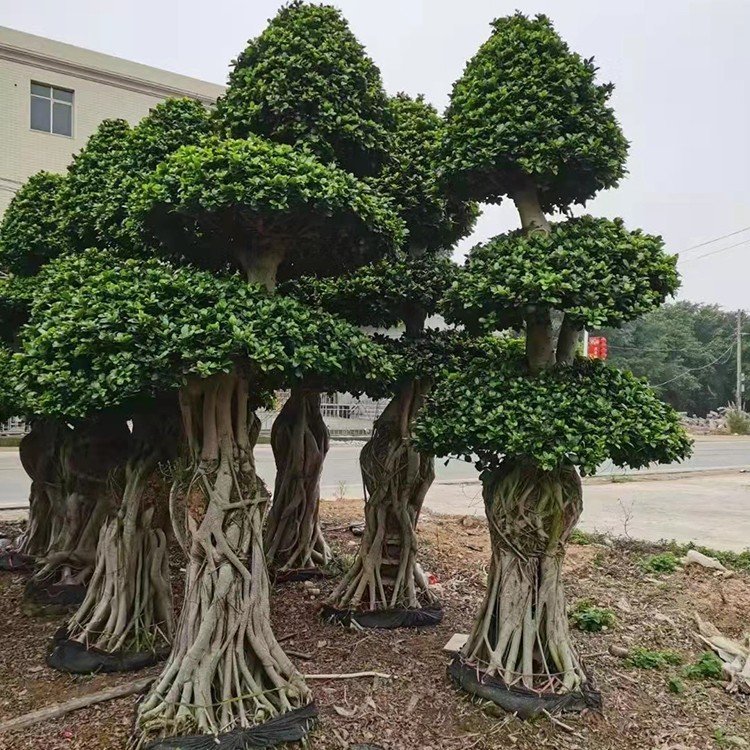 卵状小叶榕造型树盆栽 造型小叶榕树盆景 细叶榕桩头