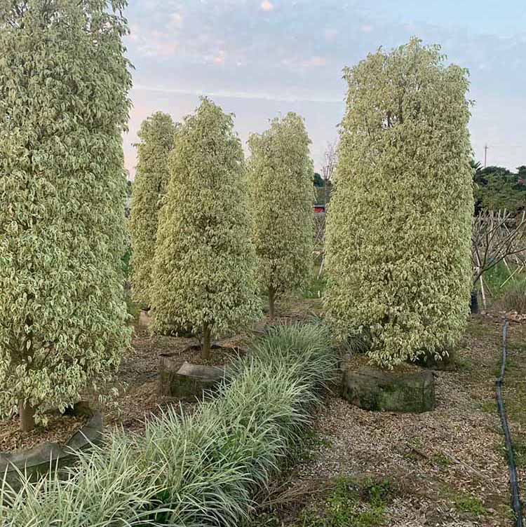 圆柱形树形植物图片