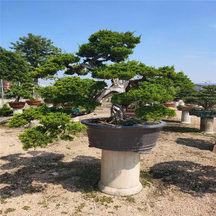 造型真柏盆景 真柏桩景盆栽 多种造型树桩 福建基地供应