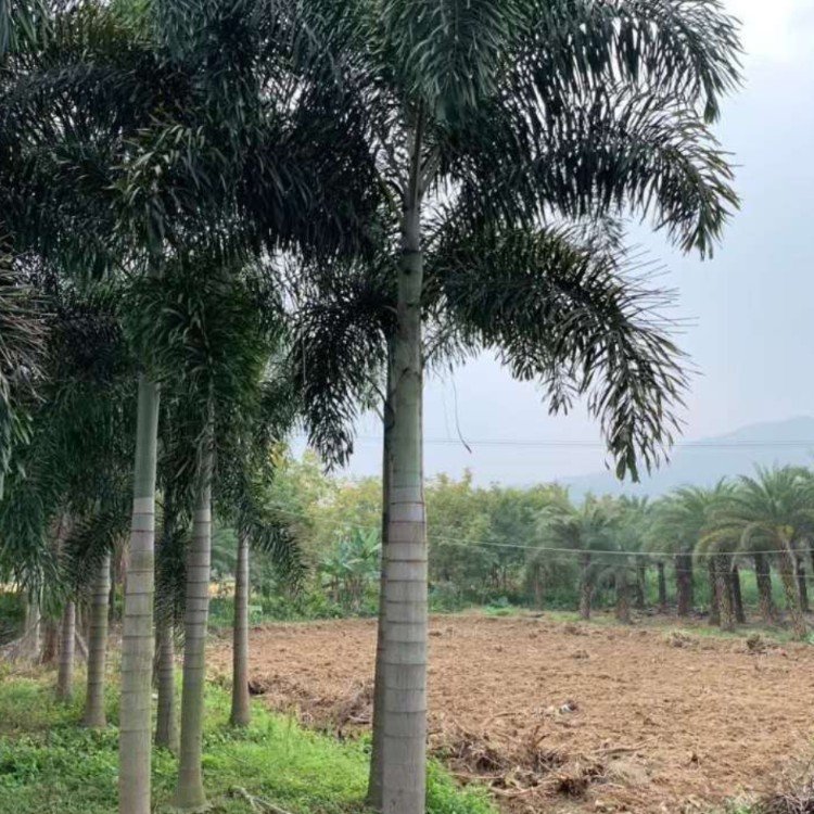 狐尾椰子容器苗 棕榈植物狐尾棕移植苗 植株高大 挺直秀美