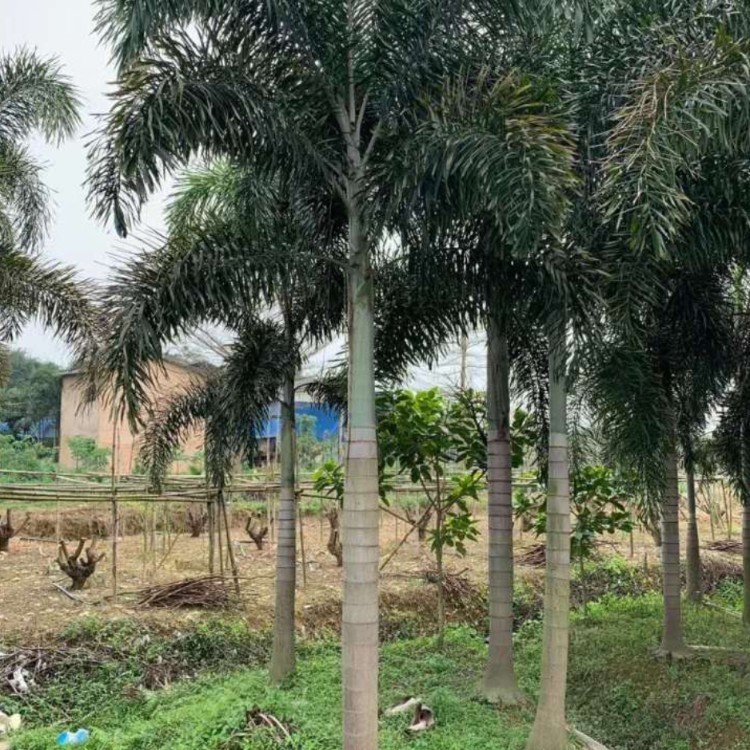 狐尾椰子容器苗 棕榈植物狐尾棕移植苗 植株高大 挺直秀美