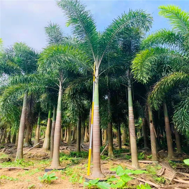 狐尾椰子容器苗 棕榈植物狐尾棕移植苗 植株高大 挺直秀美