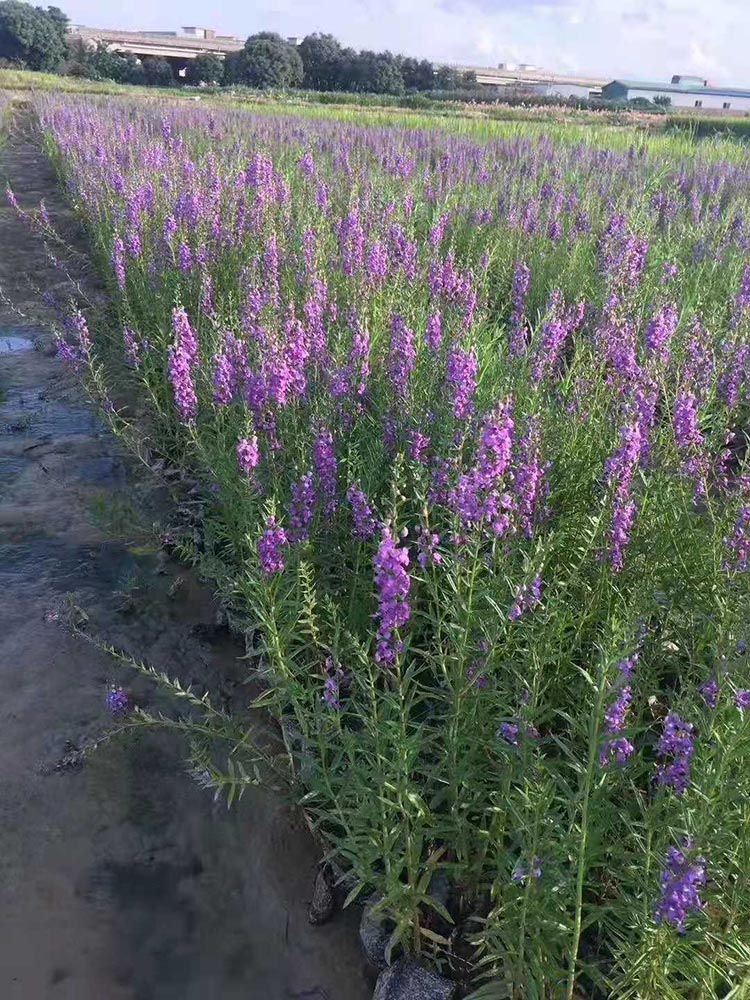 千屈菜小苗价格 千屈菜袋苗 对叶莲杯苗 水枝柳绿化苗