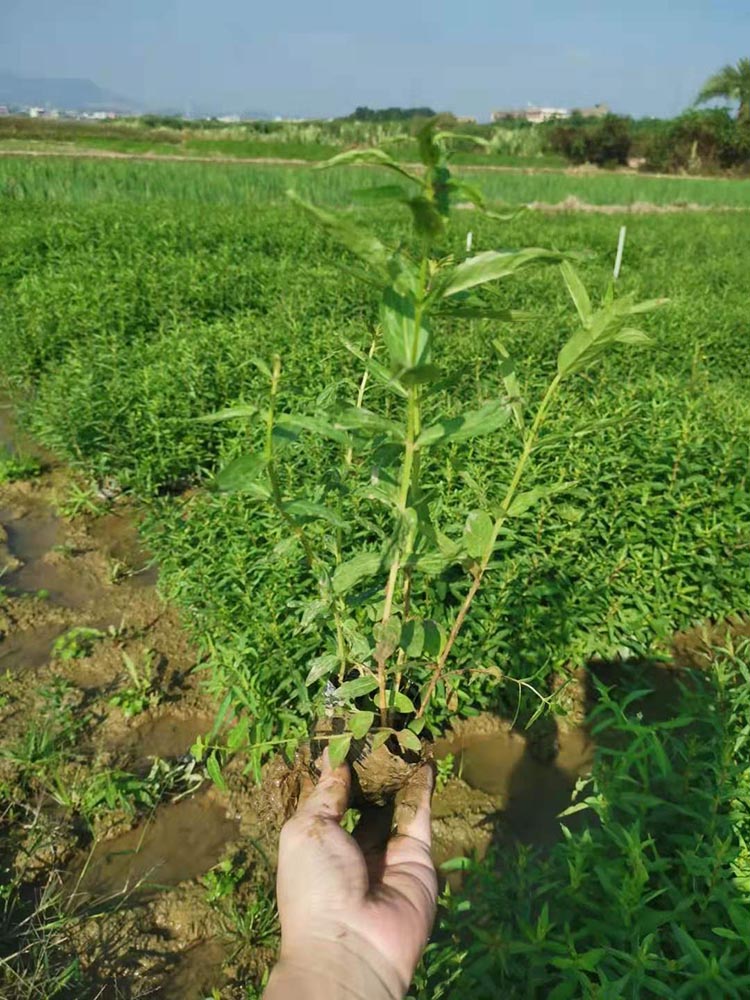 千屈菜小苗价格 千屈菜袋苗 对叶莲杯苗 水枝柳绿化苗