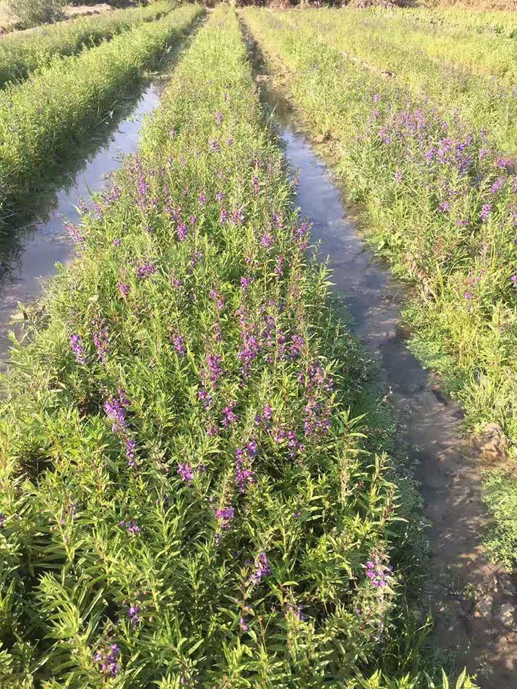 千屈菜小苗价格 千屈菜袋苗 对叶莲杯苗 水枝柳绿化苗