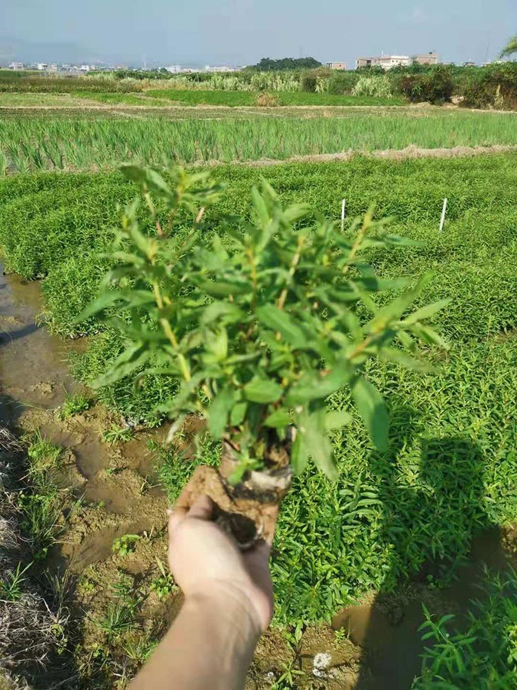 千屈菜小苗价格 千屈菜袋苗 对叶莲杯苗 水枝柳绿化苗