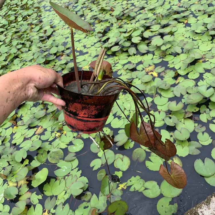 睡莲盆栽批发 睡莲花盆苗 水浮莲容器苗 子午莲盆景