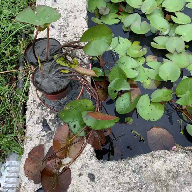 睡莲盆栽批发 睡莲花盆苗 水浮莲容器苗 子午莲盆景