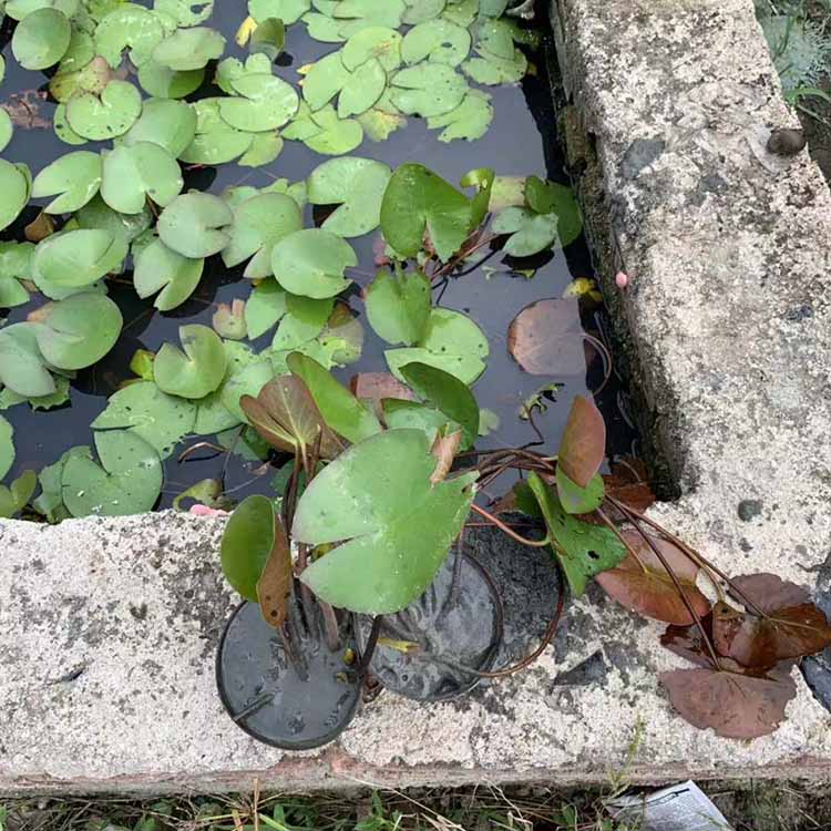 睡莲盆栽批发 睡莲花盆苗 水浮莲容器苗 子午莲盆景