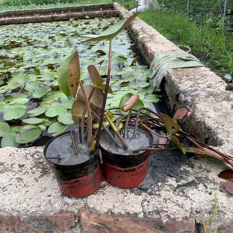 睡莲盆栽批发 睡莲花盆苗 水浮莲容器苗 子午莲盆景