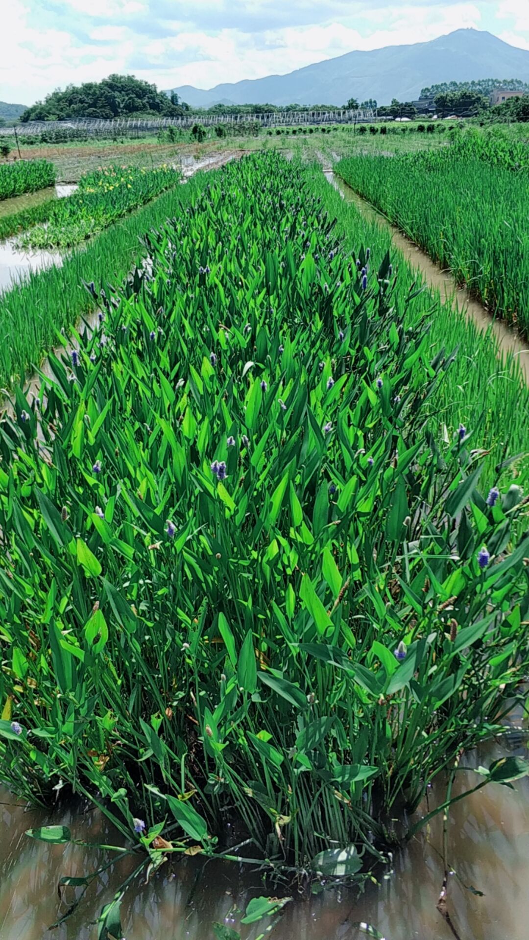 北美梭鱼草小苗 海寿花绿化苗批发价格 梭鱼草袋苗