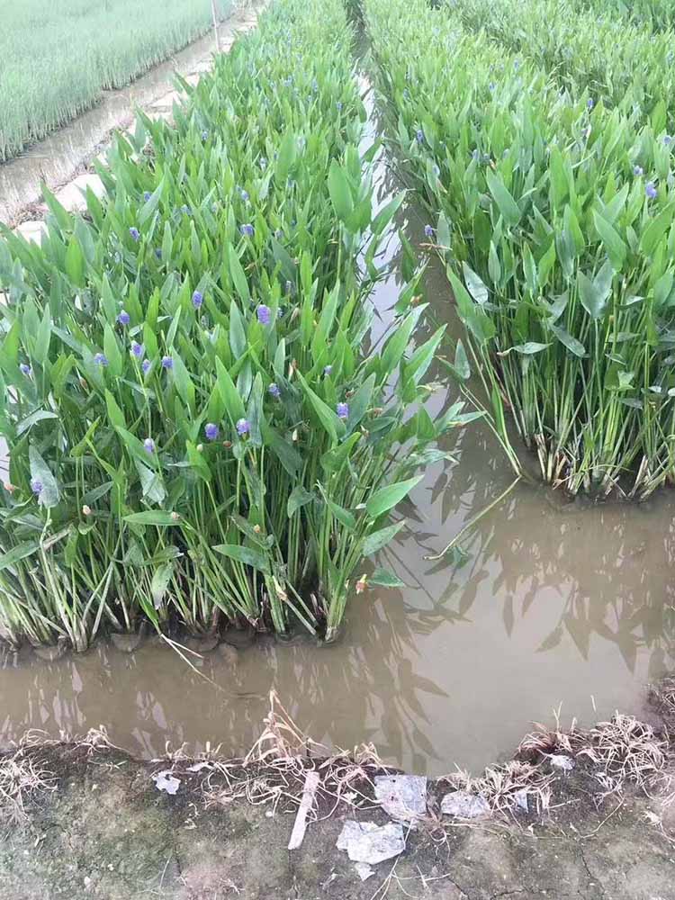 北美梭鱼草小苗 海寿花绿化苗批发价格 梭鱼草袋苗