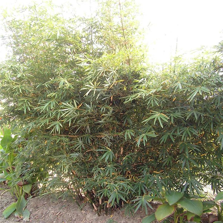 慈孝竹袋苗 庭院绿化竹子 绿化园林工程观赏竹