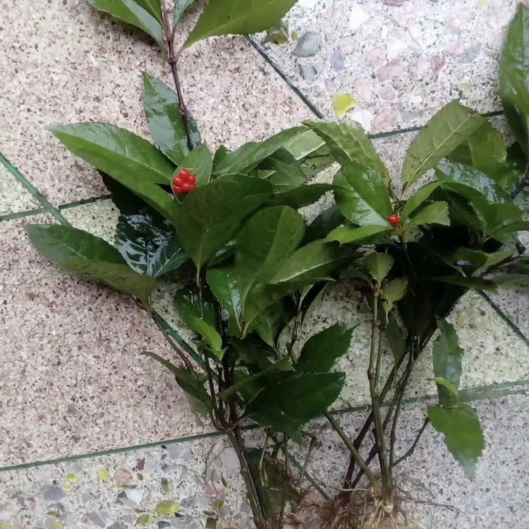 草珊瑚小苗 九节花 九节茶 接骨莲 竹节草绿化苗 品种齐全