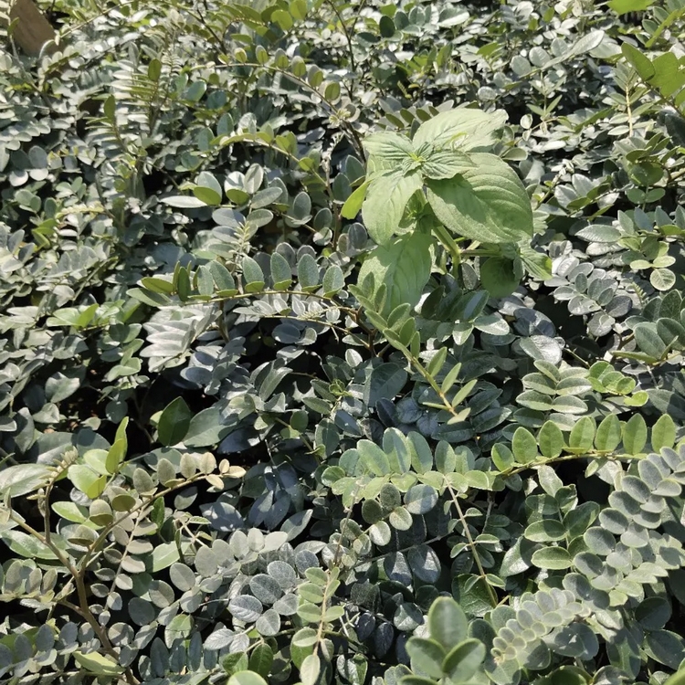 苦参苗批发价格苦参小苗大小规格都有厂家直供